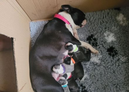 Boston-Terrier-Welpen