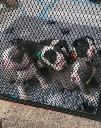 Boston-Terrier-Welpen