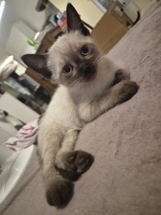 Zauberhafte Siam BKH Kitten