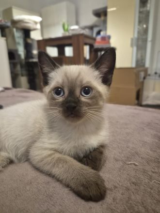 Zauberhafte Siam BKH Kitten