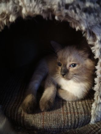 Zauberhafte Siam BKH Kitten