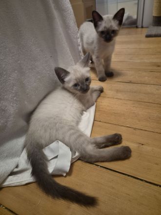 Zauberhafte Siam BKH Kitten