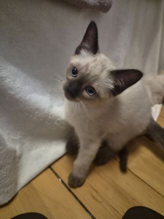 Zauberhafte Siam BKH Kitten