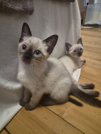 Zauberhafte Siam BKH Kitten