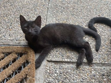 🐱 Süßes Kätzchen sucht ein liebevolles Zuhause 🏡❤️