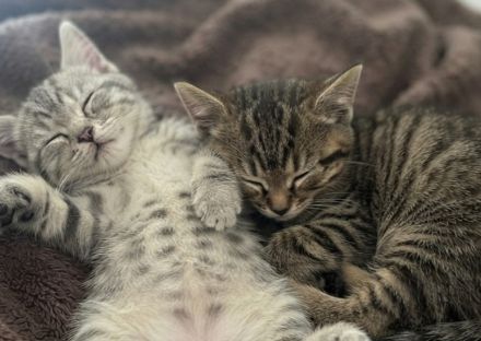 BKH Kitten