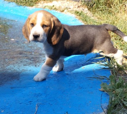 knuffige reinrassige tricolor Beagle Welpen suchen ab dem 28.August eine liebes neues zu Hause