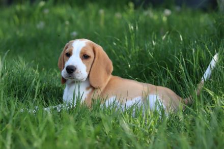 knuffige reinrassige bicolor Beagle Welpe 10 Wochen alt sitzt auf den gebackten Koffer