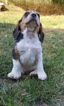 knuffige reinrassige tricolor Beagle Welpen suchen ab dem 28.August eine liebes neues zu Hause