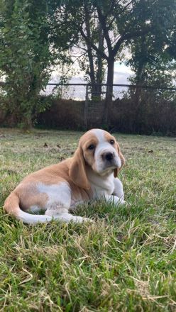 knuffige reinrassige tricolor und bicolor Beagle Welpen suchen eine liebes neues zu Hause