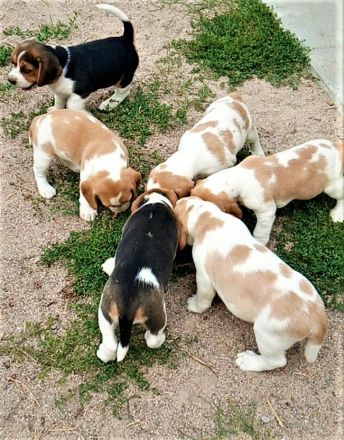 knuffige reinrassige tricolor und bicolor Beagle Welpen suchen eine liebes neues zu Hause