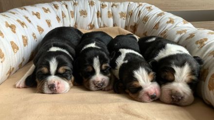 knuffige reinrassige tricolor Beagle Welpen suchen ab dem 28.August eine liebes neues zu Hause