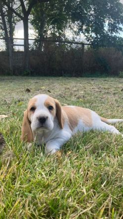 knuffige reinrassige tricolor und bicolor Beagle Welpen suchen eine liebes neues zu Hause