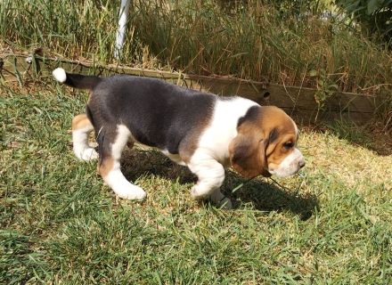 knuffige reinrassige tricolor und bicolor Beagle Welpen suchen eine liebes neues zu Hause