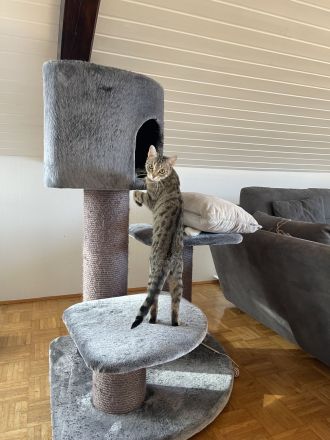 Katze in gute Hände abzugeben
