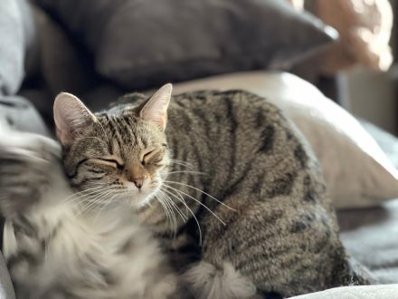 Katze in gute Hände abzugeben