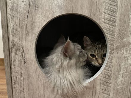 Katze in gute Hände abzugeben