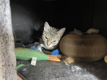 Katze in gute Hände abzugeben