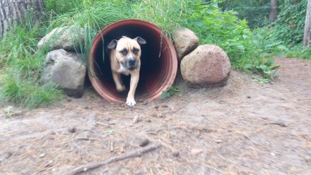 Mobile Hundeschule Ammersbek – Professionelles & faires Hundetraining
