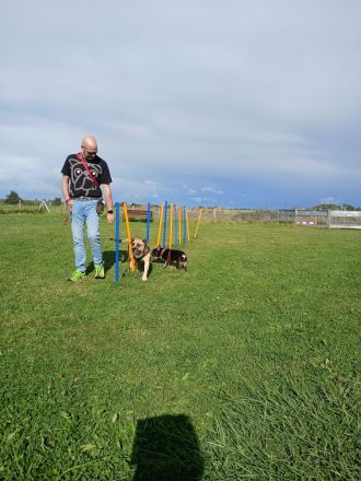Mobile Hundeschule Ammersbek – Professionelles & faires Hundetraining
