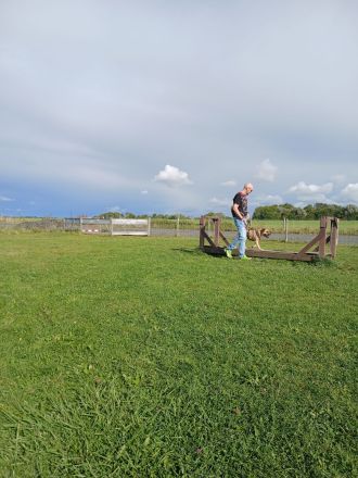 Mobile Hundeschule Ammersbek – Professionelles & faires Hundetraining
