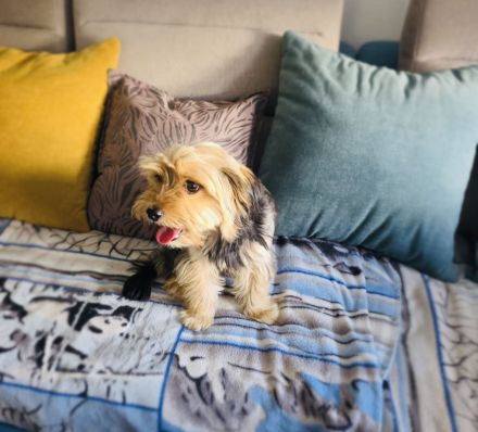 Yorkie Mädchen sucht Körbchen