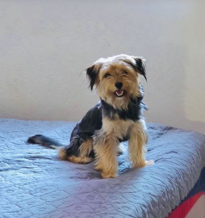 Yorkie Mädchen sucht Körbchen