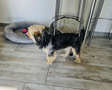 Yorkie Mädchen sucht Körbchen
