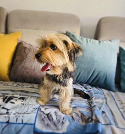 Yorkie Mädchen sucht Körbchen