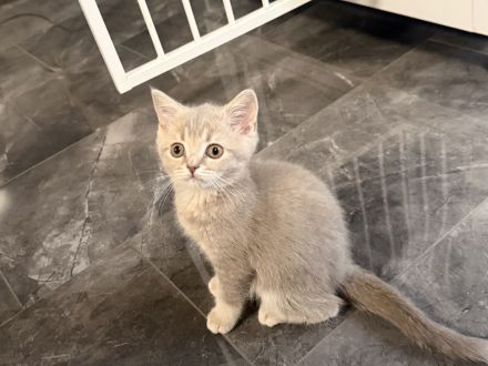 BKH kitten Kater lilac golden reinrassig Britisch Kurzhaar grau Katze Kätzchen