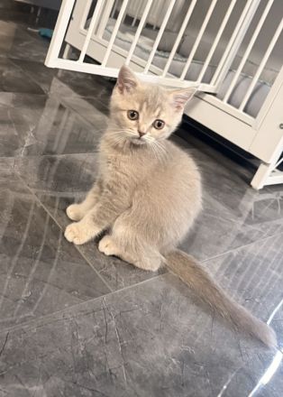 BKH kitten Kater lilac golden reinrassig Britisch Kurzhaar grau Katze Kätzchen