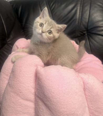 BKH kitten Kater lilac golden reinrassig Britisch Kurzhaar grau Katze Kätzchen