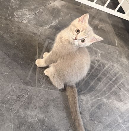 BKH kitten Kater lilac golden reinrassig Britisch Kurzhaar grau Katze Kätzchen