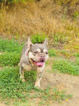 Französische Bulldogge Buny