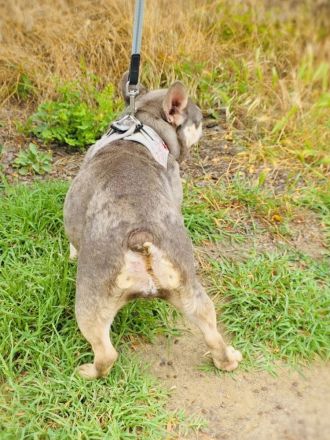 Französische Bulldogge Buny