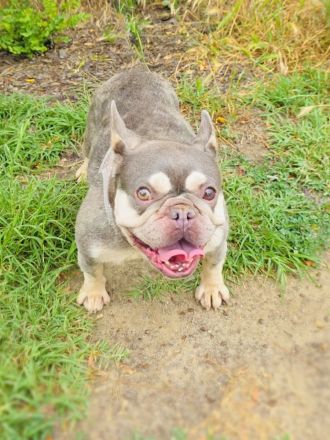 Französische Bulldogge Buny