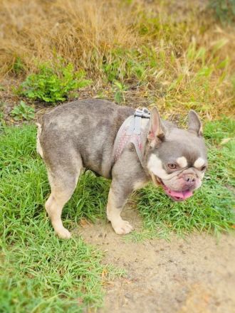 Französische Bulldogge Buny
