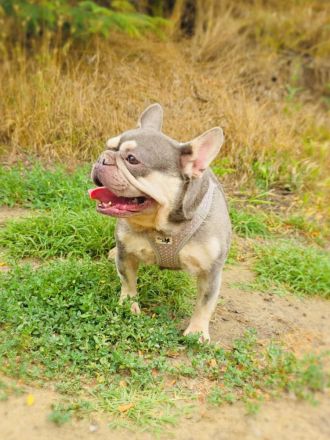 Französische Bulldogge Buny