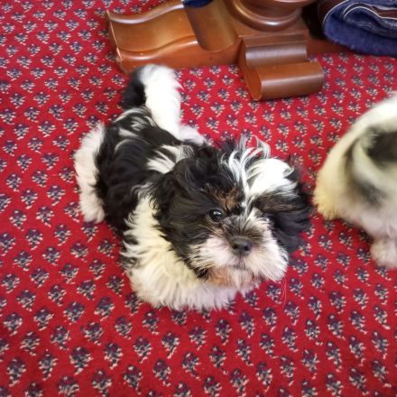 Shih Tzu & Havaneser Mischlinge
