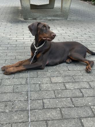 Dobermann hündin