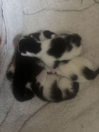 4 süße Katzenkinder suchen Ende August ein liebevolles Zuhause