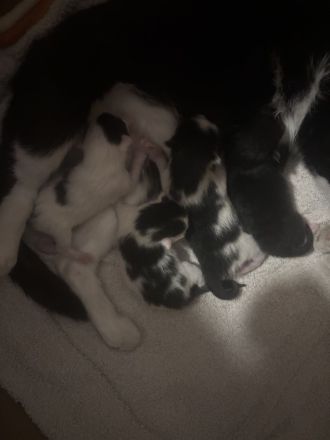 4 süße Katzenkinder suchen Ende August ein liebevolles Zuhause