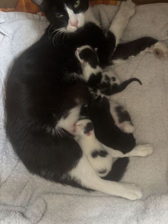 4 süße Katzenkinder suchen Ende August ein liebevolles Zuhause