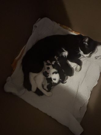 4 süße Katzenkinder suchen Ende August ein liebevolles Zuhause