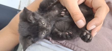 Wunderschöne Katzenbabys