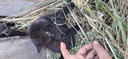 Wunderschöne Katzenbabys