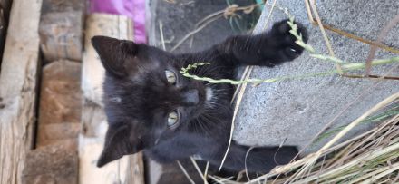 Wunderschöne Katzenbabys