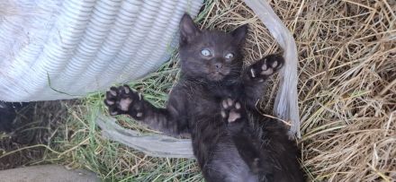 Wunderschöne Katzenbabys