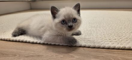 BKH Kitten