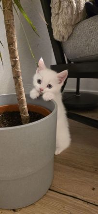 BKH Kitten